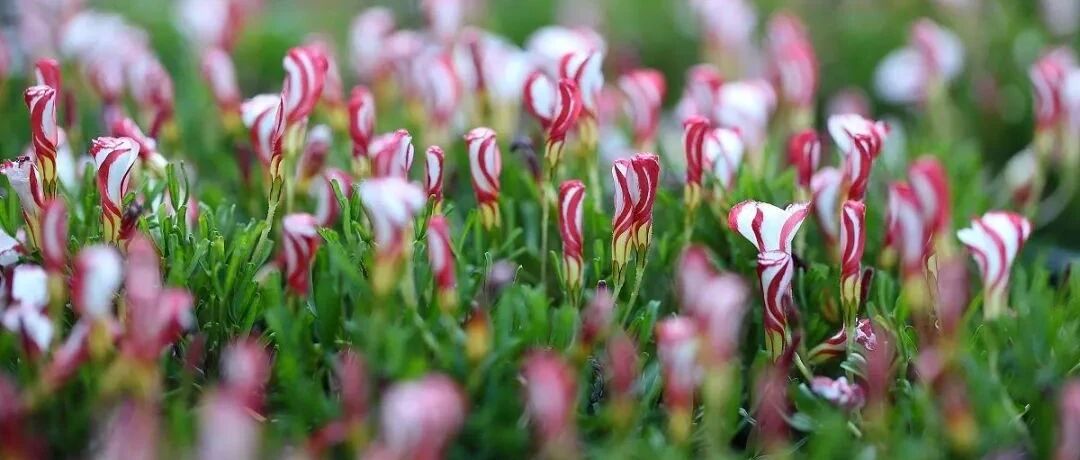 Appreciate 30 detached exotic flowers and plants, all of which are so strange, but so cute!