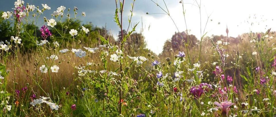 The most complete and beautiful map of wild flowers is here. Have you really got the original beauty bred by the essence of the sun and the moon? Speed collection