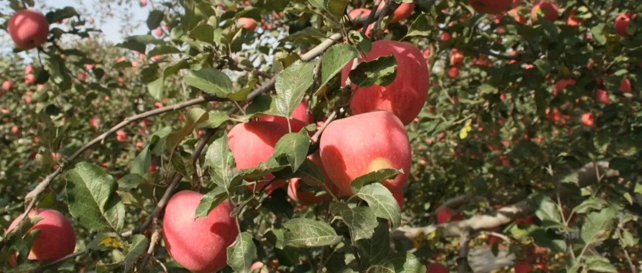 Recommended fruit trees suitable for courtyard planting (with introduction of growing area and fruiting period). Many tree species can be planted all over the country. Come and have a look!