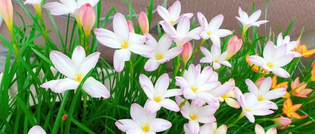 Take stock of 30 varieties of single-petal wind and rain orchids. The more windy and rainy, the more brilliant the flowers will bloom! Who can not love such a tough, beautiful "flower owner" who loves flowers?