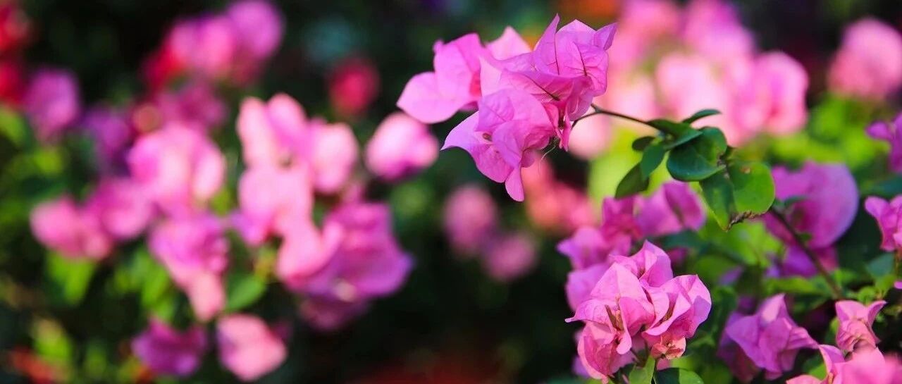 A complete collection of varieties | Colorful bougainvillea, it is not its flowers that amaze you... with an introduction to varieties