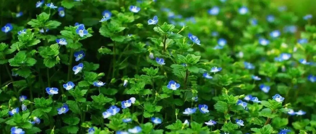 Plant World | 40 kinds of wild flowers and weeds that are common but unknown in rural areas, you can gain your knowledge after reading it