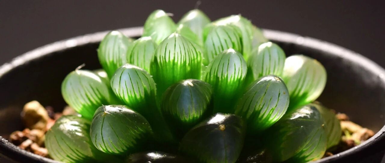 A large collection of more than 20 varieties of jade dew! Yulu, which is crystal clear, fresh and moist, finally understands why so many people fall into it...