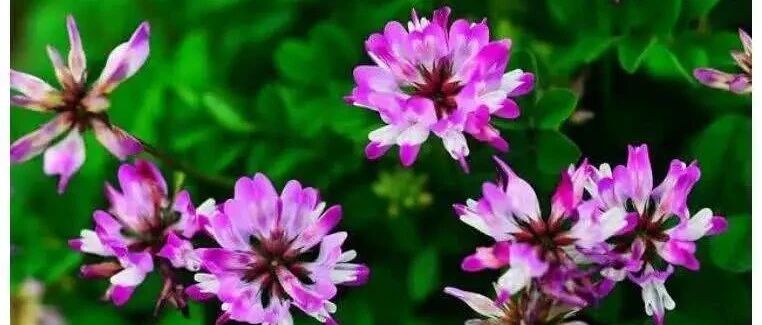 Plant World | Most of the 40 common invasive plants around you are poisonous, so be sure to pay attention to them