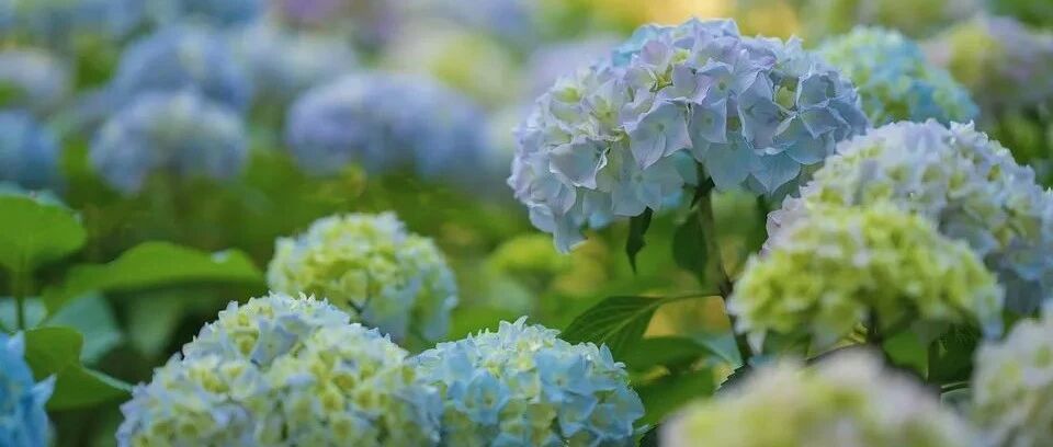 Daquan Variety | There are so many varieties of seemingly similar hydrangeas, each of which is so special and beautiful