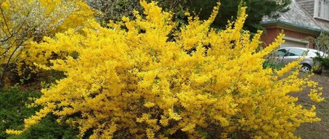 Practical sharing | Introduction to 30 small flowering tree species (shrubs), raw materials for large potted plants, dazzling beauty, guess you don't know much