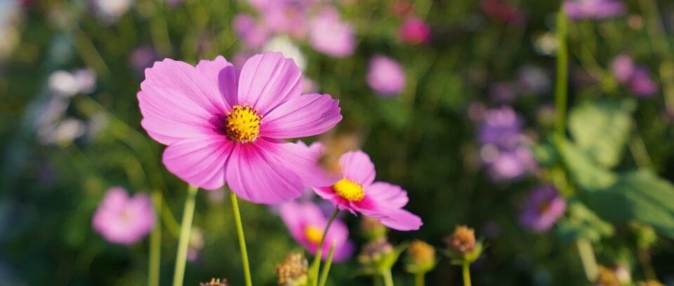 These beautiful flowers can be kept safe in summer, and the more they are in the sun, the more prosperous they are, and they will never die in the dog days of summer