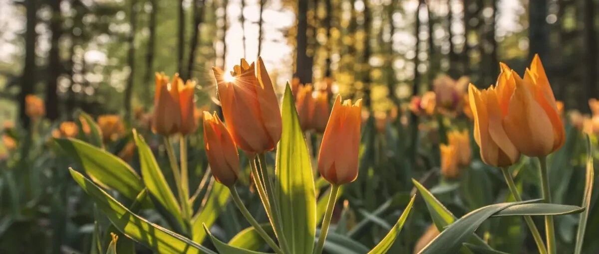 In April, "Yu" sees spring. How can there be the most beautiful tulips in the world, only more beautiful tulips! (Attached is a beautiful high-definition picture)