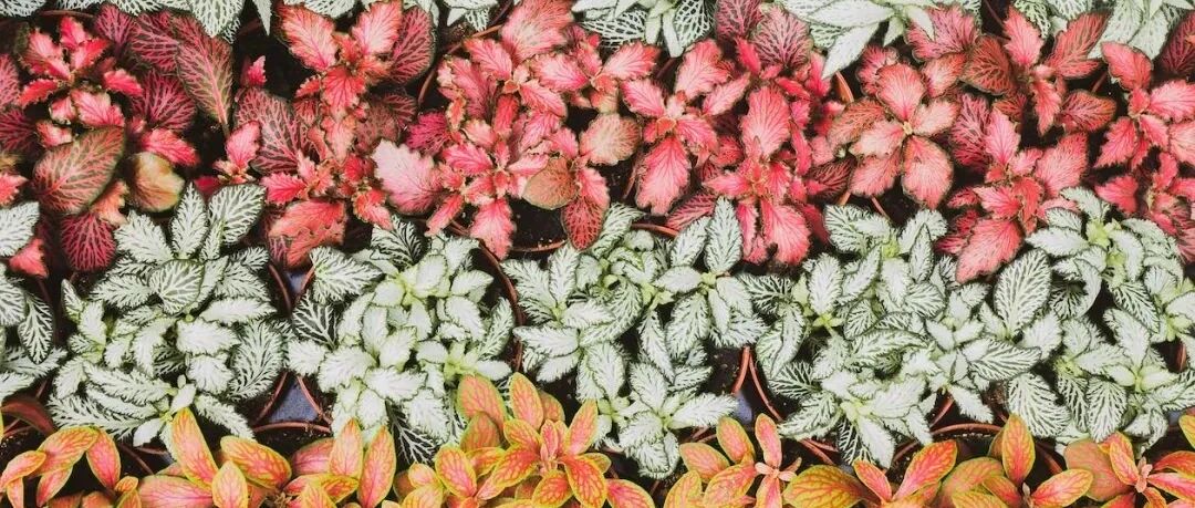 Take stock of those foliage plants that have fallen at a glance. They are rich in variety, colorful and different in shape. They are more beautiful than flowers. It is hard not to love the aesthetic feeling of oil painting