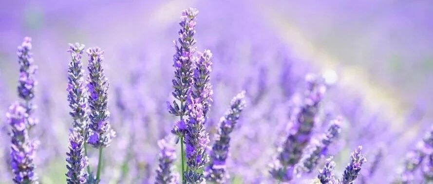 Are the classic purple flowers in the "purple flower family" in the world your favorite beautiful, romantic and mysterious colors?