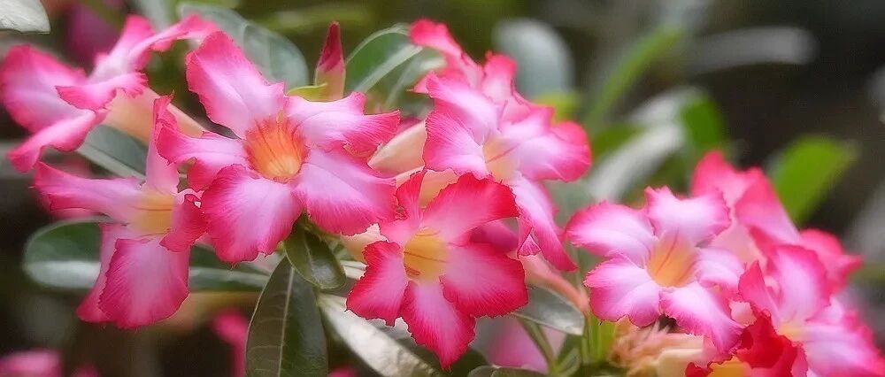 It's not that roses are better than roses. Come and learn about the 50 common desert rose varieties. They are so beautiful!