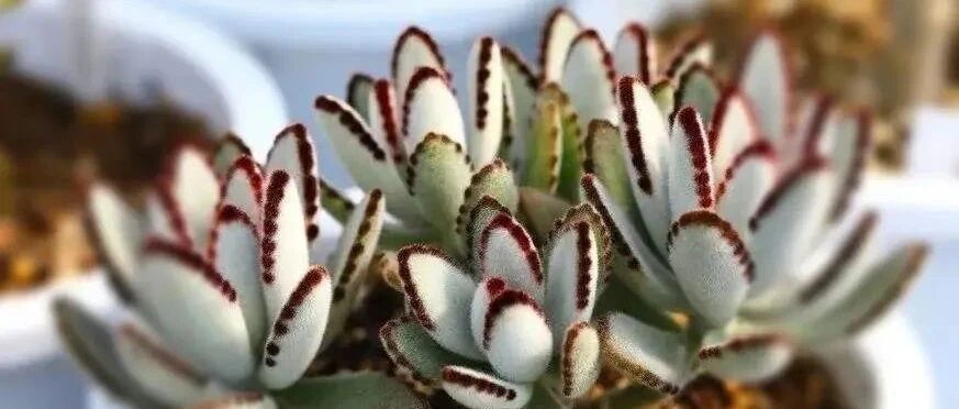 Common 8 kinds of rabbit ears are meaty! Each style has distinctive personality and is attractive. How many do you know?