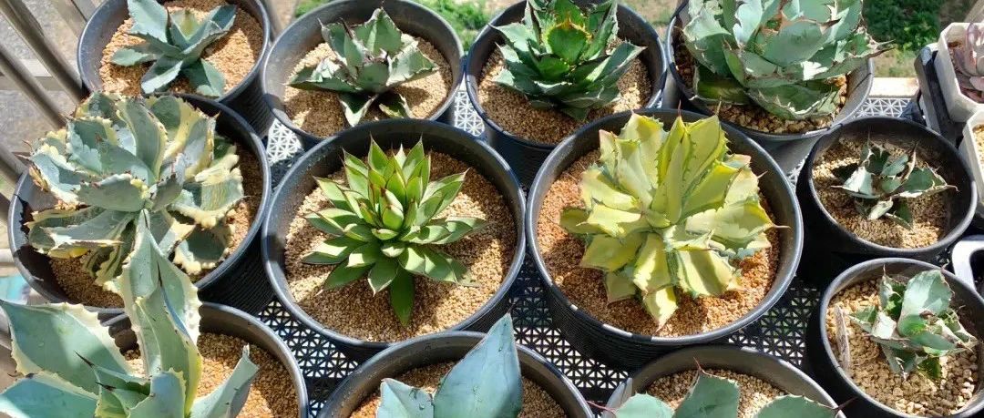 Take stock of 30 agave varieties, beautiful, gentle, peculiar and domineering... all available here