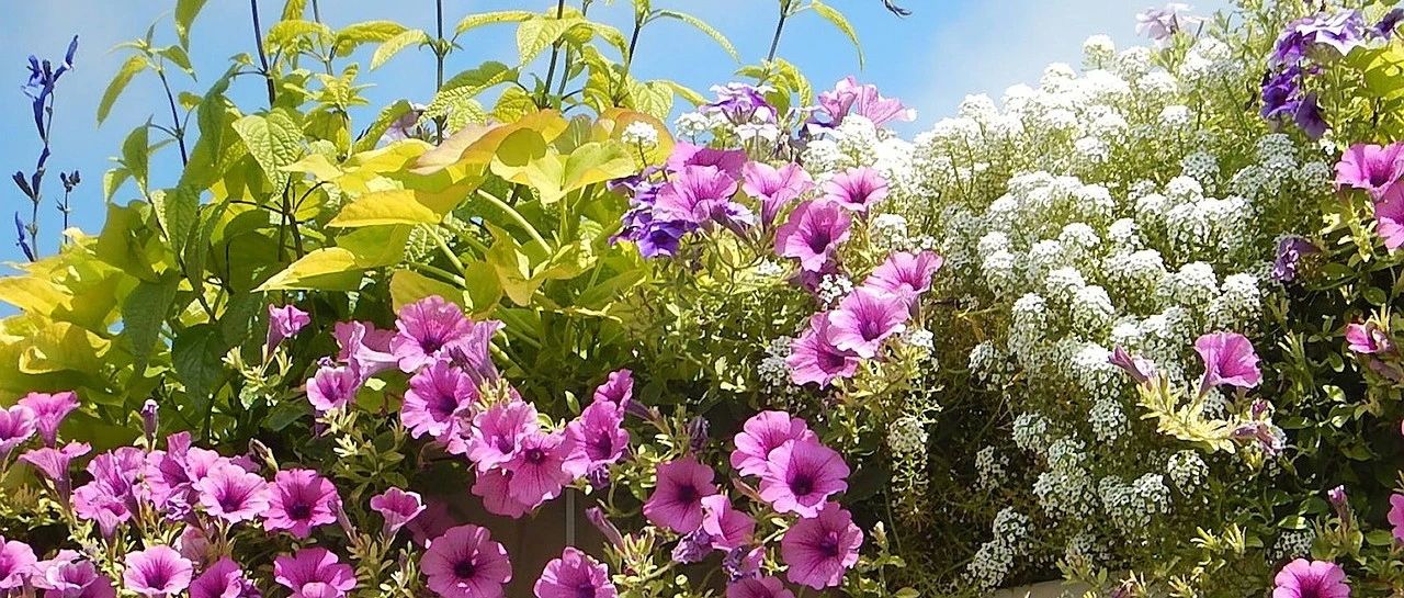 Taking stock of 30 petunia varieties, it is worthy of being the "queen of grass flowers". Have you seen so many varieties of petunia?