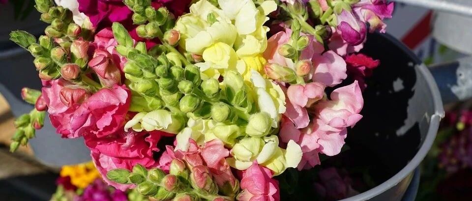 Practical sharing | More than 20 wealthy flowers with gold in their lives (names), which mean good health and everyone likes them