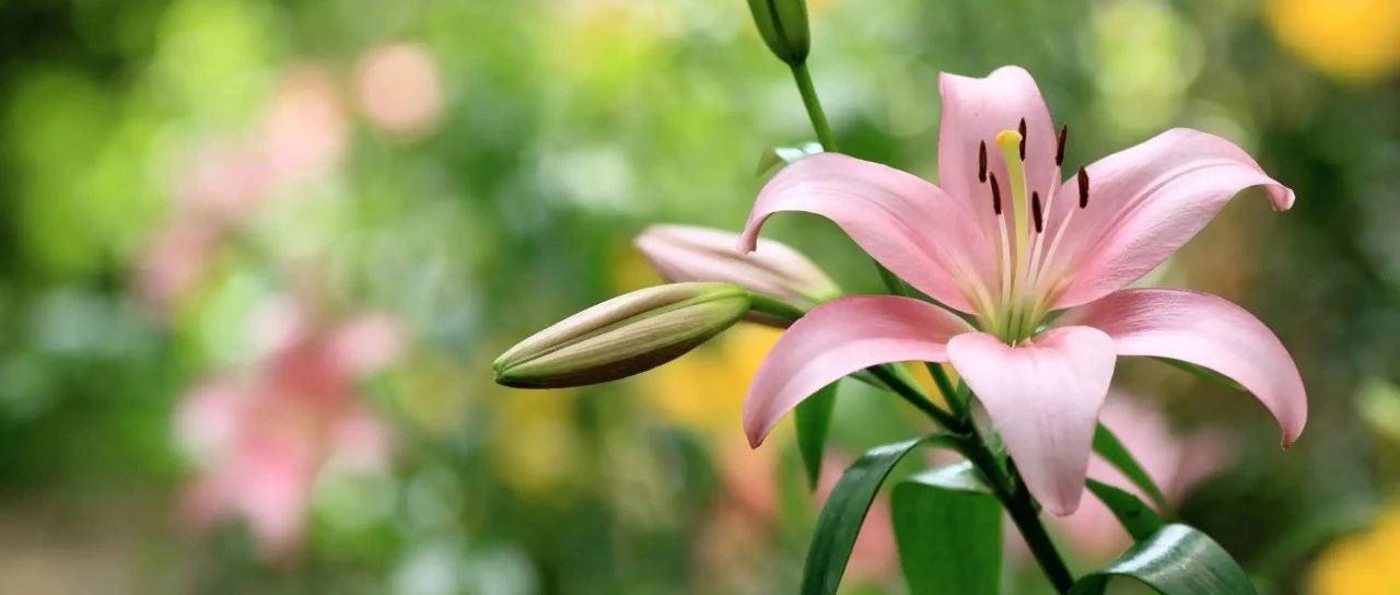 Illustrated book of the most beautiful single-petal lily varieties (with pictures and texts), soft, domineering, flamboyant, coquettish, exquisite... all available here