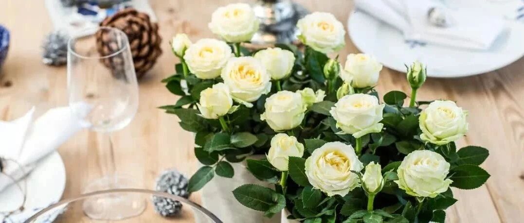 Variety Encyclopedia | Introduction to 50 miniature rose varieties 2 (with physical pictures), elegant light blue micro-moon, so rare