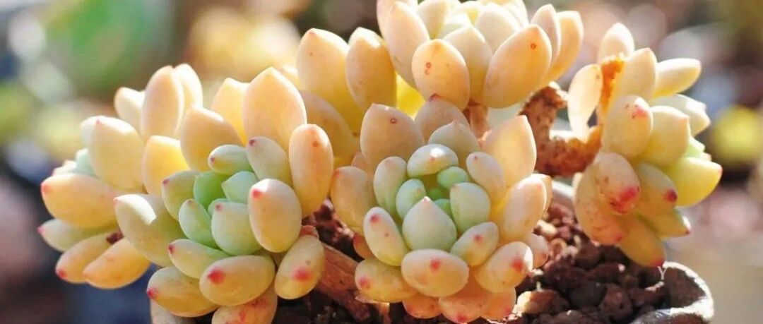 Varieties The weather is getting colder, and 25 kinds of succulents with their own flavor are recommended to you. Which one do you like best?