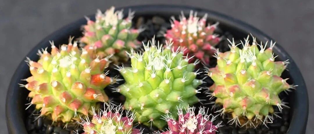 Variety Encyclopedia | 30 cactus varieties illustrated, each cute and cute so cute that I want to move them all home