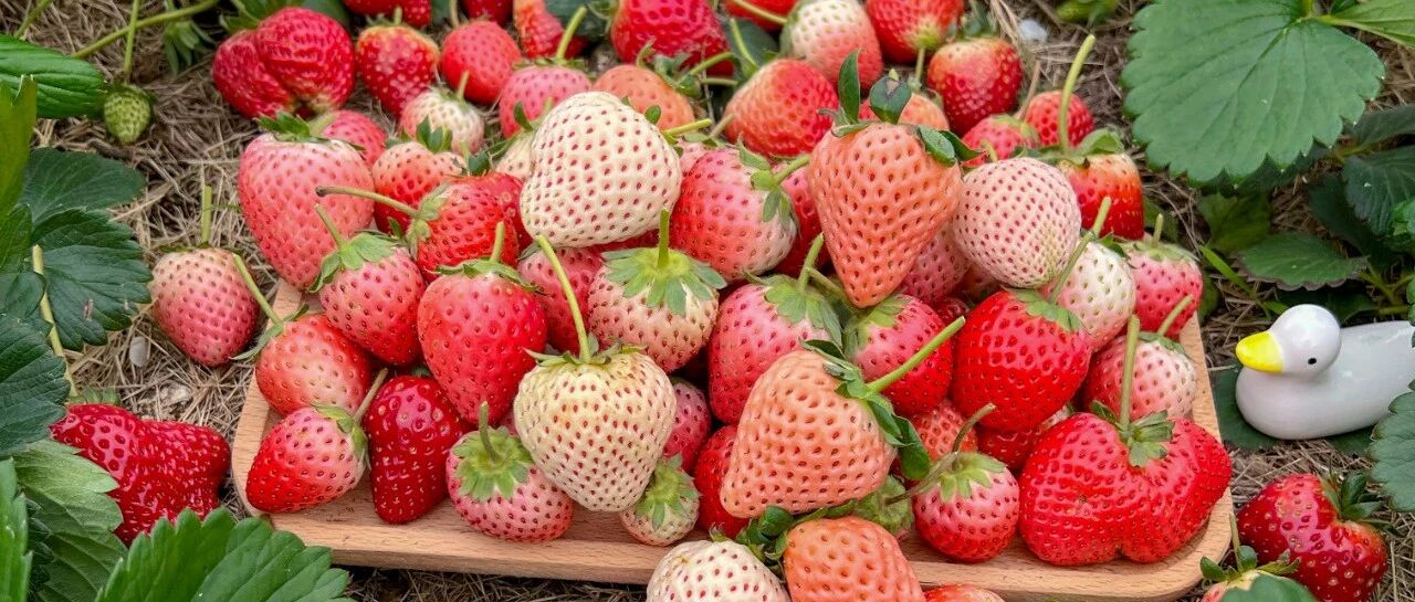 There are many varieties of strawberries, and their face value, deliciousness and nutrition coexist. Please keep this "Strawberry Variety Illustration"!