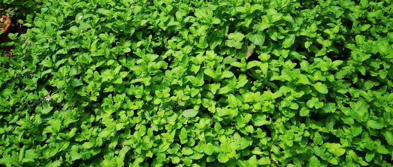 Take stock of 30 mint varieties, the coolest, the earliest flowering, the thickest leaves and the smallest "body" are all here...