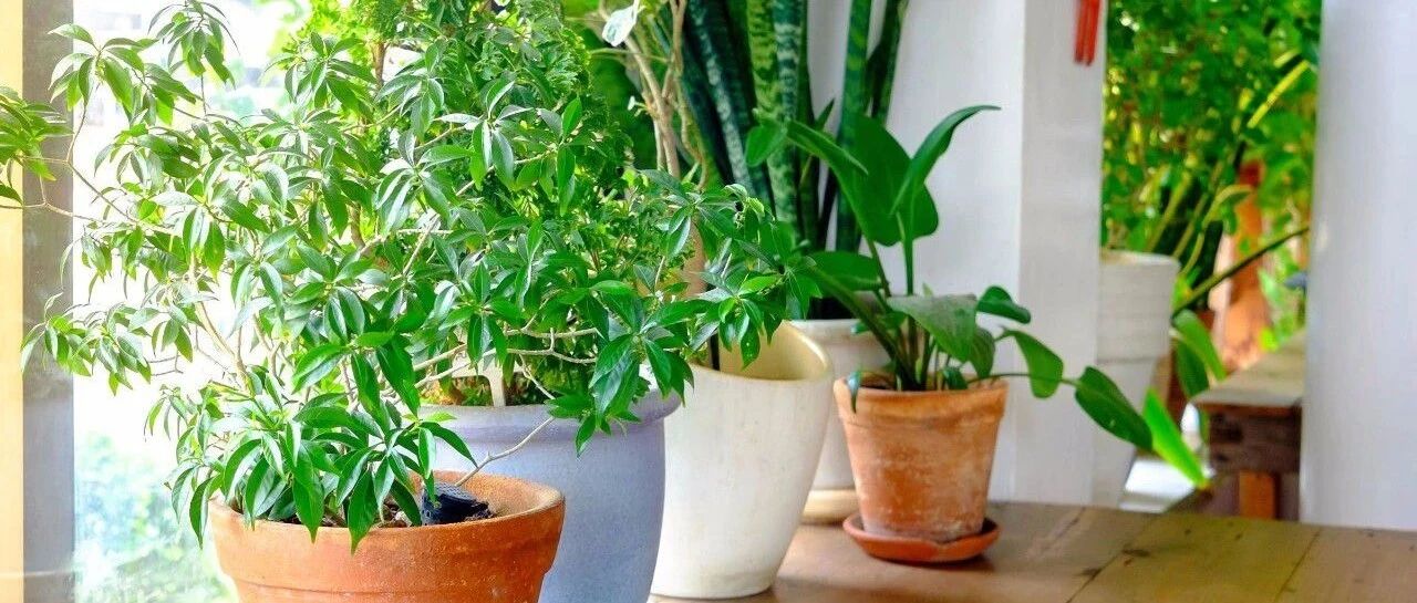 Practical sharing | Can't you raise flowers if the indoor light is not good? 56 flowers that love (resist) scattered light are recommended for you, including Internet celebrity flowers