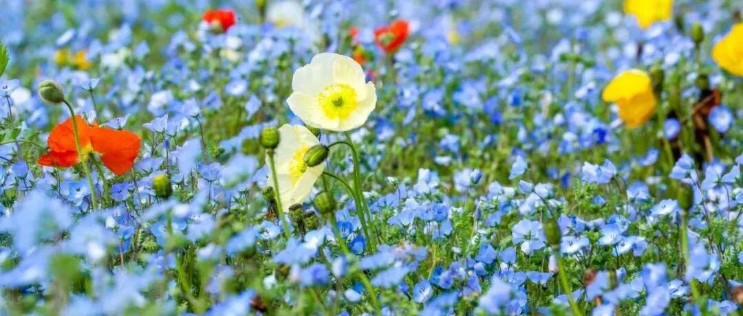 Take stock of those amazing "short-lived ghosts" flowers, beauty is beautiful, but they have to be replanted every year, and "lazy people" must plant them with caution