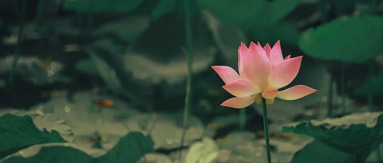 Take stock of those new varieties of lotus flowers, and you must have never seen the unique seeds and conspicuous bags in the lotus flowers