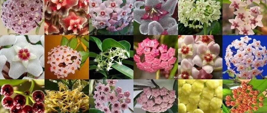 30 kinds of hoya and 30 kinds of floral fragrances. Don't say that hoya smells bad. The fundamental reason is that you didn't choose the one you like