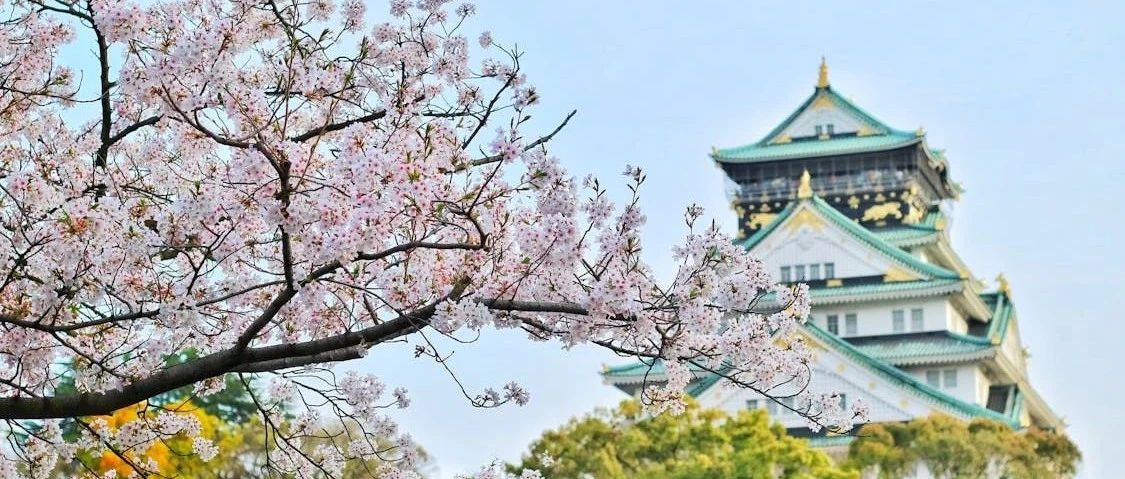 Inventory of 30 cherry blossom varieties: red, pink, green, white, single, double and semi-double, all available here