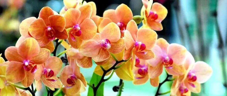 Gorgeous and colorful, the beauty of spreading wings! Get to know 50 beautiful Phalaenopsis varieties in one article