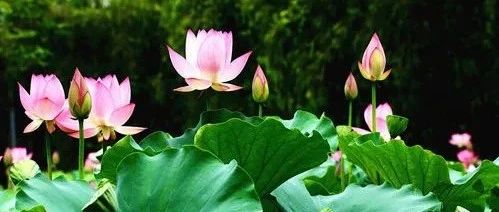 Introduction to 30 lotus varieties (with pictures and texts). How many of those various lotus flowers do you know?