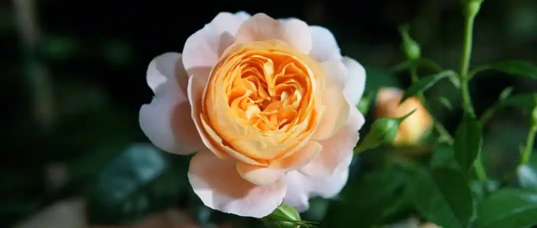 Take stock of 30 balcony series rose varieties. One picture shows the children and grandchildren, sisters and seven aunts and eight aunts of the most classic rose juice balcony...