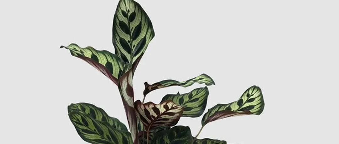 More than 20 arrowroot varieties are awarded! With its colorful leaves, its appearance is really resistant