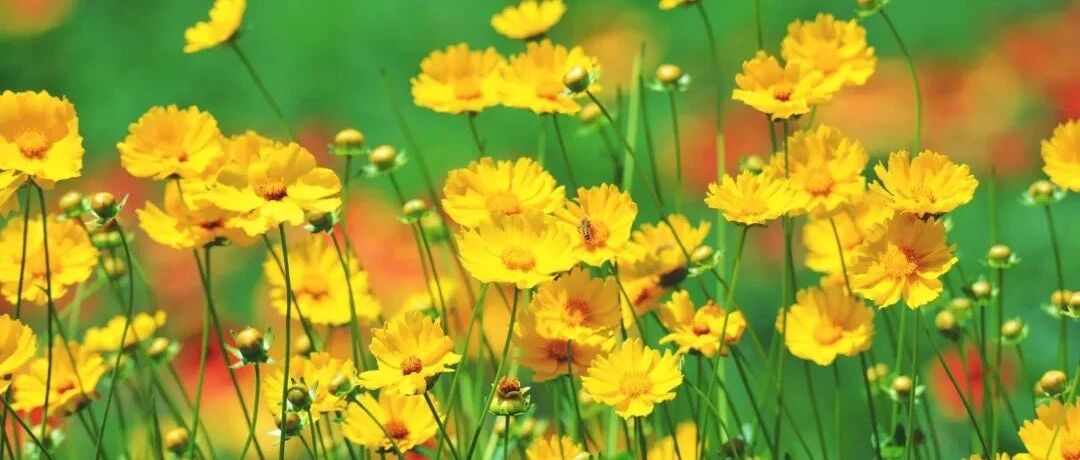 Take stock of 30 "flowering model workers", with a large amount of flowers and a long flowering period, which can easily bloom for hundreds of days, and the skin is easy to raise!