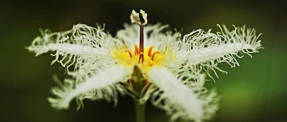 Miscellaneous talk about raising flowers, putting aside the existing honors (titles) and PK between flowers, who do you support?