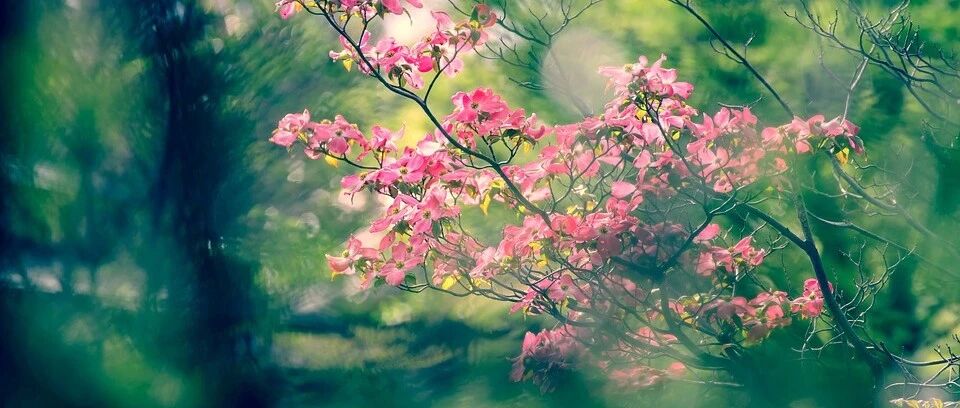 Practical sharing | Recommended 40 large flowering tree species (trees) (with high-definition pictures), both common and uncommon