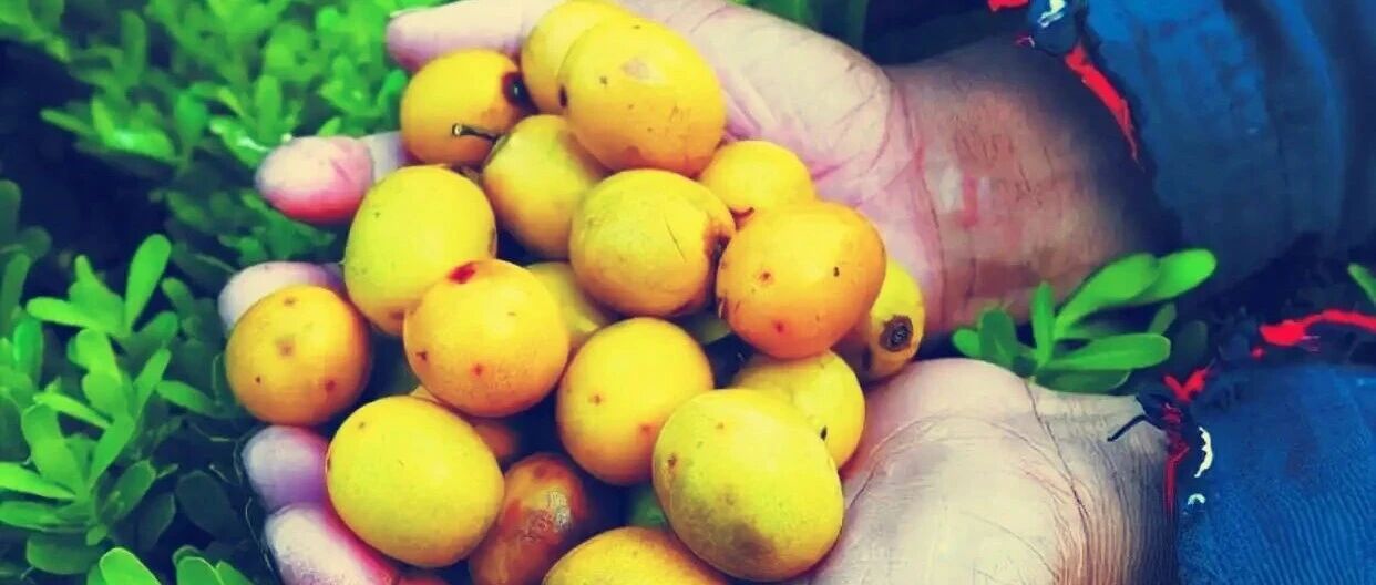 Shocked! In that poor childhood, all the wild fruits we ate turned out to be "high-end goods"... everything was so precious