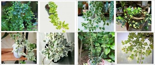 30 kinds of ivy illustrations You have seen ivy, but you must have never seen so many ivy varieties!