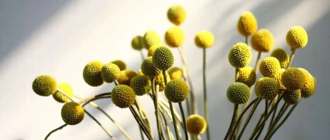 Practical sharing: 40 kinds of plants (flowers) bloom round, romantic, lovely and beautiful. How many kinds have you raised?