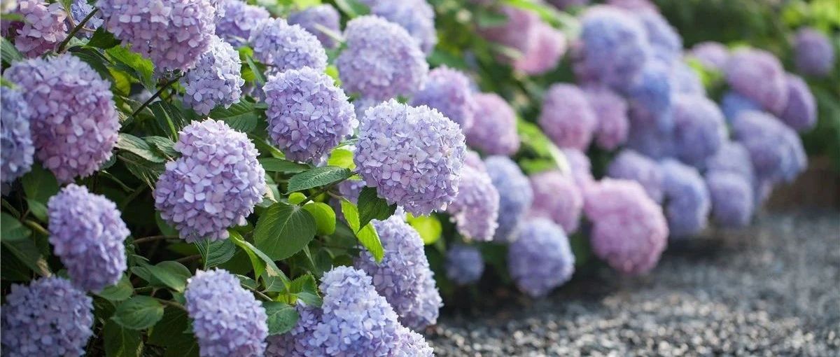 Take stock of what six generations of endless summer hydrangeas look like, and stop thinking that endless summer is just a variety!