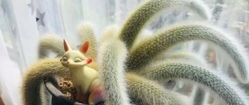 Take stock of 30 flowers named after animal tails. Whose tail is long? Who has a short tail? Who has the best tail?