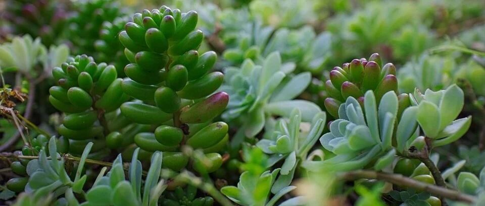 Variety Encyclopedia | Introduction to 50 Succulent Varieties 1 (with physical pictures), there are no more succulents I don't know