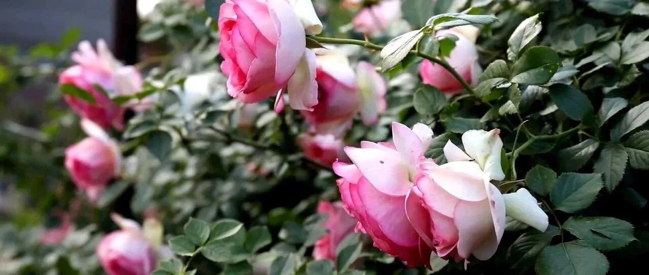 Variety Encyclopedia Introduction to 50 classic vines this season (with beautiful pictures), which one do you like best?